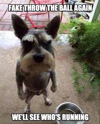 39 Funny Pictures That Will Make Your Day Funny Animal Jokes Animal Jokes Funny Animal Memes