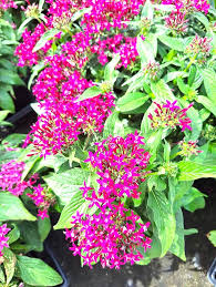 Image result for Pentas lanceolata