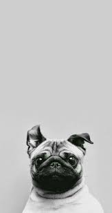 That Face Says It All Dog Wallpaper Iphone Pug Wallpaper Dog Wallpaper