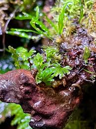 Image result for Didymoglossum erosum