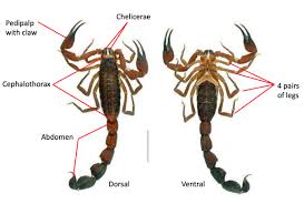 There was no mention of the product, no mention of the parent company, and certainly no mention of tobacco. What Is A Scorpion An Insect Or An Arachnoid Quora