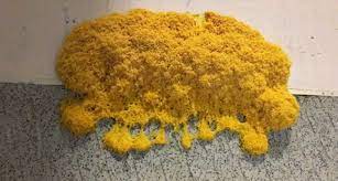 Unlike the rests, yellow mold in basement could be the hardest one. What Are The Different Colors Of Mold