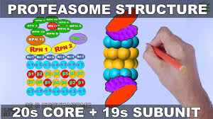 Bluebird bio accepts no responsibility for the content of linked sites. Molecular Structure Of Proteasome Youtube