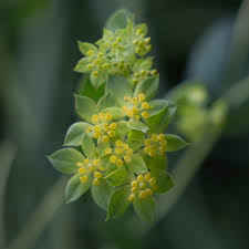 Image result for Bupleurum rotundifolium