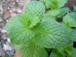 Join our friendly community that shares tips and ideas for gardens, along with seeds and plants. The Wonderful World Of Mints Part I Identifying Mints In The Garden Show Me Oz