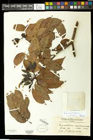 Image result for Otholobium foliosum