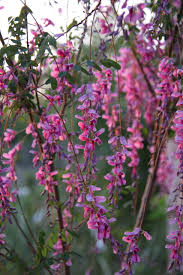 Image result for Indigofera transvaalensis
