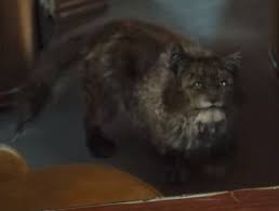 Check spelling or type a new query. Paws Cats And Dogs Wiki Fandom