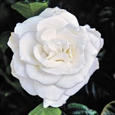 Blooms are larger than any other gardenia. Chuck Hayes Gardenia Jackson Perkins