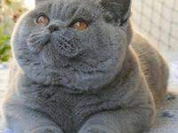 scotish fold kedisi hakkinda 2021 kediler ve yavrulari kedi scottish fold