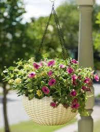 What are the best plants to grow on a balcony or terrace? Antier Plastic Hanging Pots For Plants And Flowers For Garden Balcony Decor Pack Of 1 Beige Plant Container Set Price In India Buy Antier Plastic Hanging Pots For Plants And Flowers
