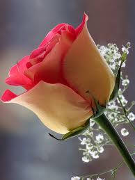 The great collection of rose flower wallpaper for desktop, laptop and mobiles. Rose Hd Wallpapers For Mobile