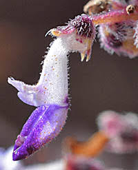 Image result for Coleus sessilifolius