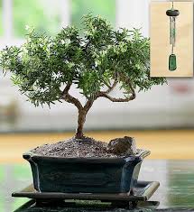 We were pleased to find garden plants and trees, as well as orchids, rose plants, bonsai and more. Rosemary Bonsai From 1 800 Flowers Com 18772 Indoor Bonsai Tree Bonsai Trees For Sale Indoor Bonsai