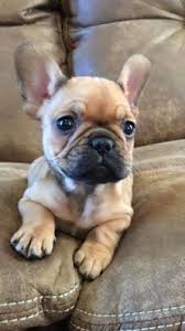 Bulldog qop is a term often used to describe someones play as something barely watchable,but in rare scenarios the meaning can be quite positive as well.the usage depends of the situation at hand. Karla Bengtson Bengtsonkarla Profile Pinterest