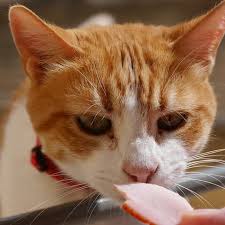 Remember that most cats are. Here Kitty Kitty 5 Ways To Avoid Killing Your Cat Lindsey Elmore