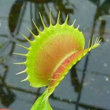 The biggest tell for a dying venus flytrap is the speed in which it seems to enter this state. Venus Flytrap South West Giant