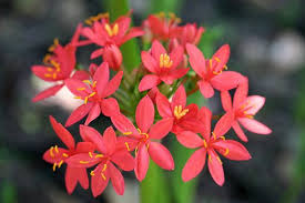 Image result for Scadoxus pole-evansii