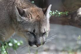 See actions taken by the people who manage and post content. Puma Raubkatze Tier Kostenloses Foto Auf Pixabay