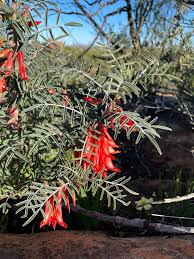 Image result for Lessertia pauciflora
