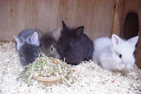 The cat may even run from the rabbit. Body