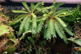 Image result for Biophytum