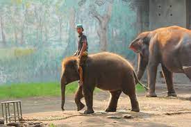 Rp.40.000 per orang buka tutup. Monyet Koleksi Kebun Binatang Surabaya Picture Of Surabaya Zoo Tripadvisor