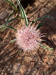 Image result for Dicoma