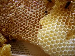 Hubby offers wifes honey hole to new stud. Honeycomb Wikipedia