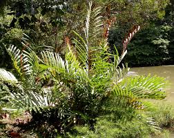 Image result for Acrostichum