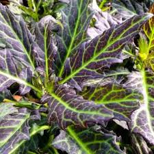 Image result for Gynura scandens