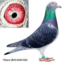 Hok Jos Vercammen Hokvercammen Twitter Pigeon Pictures Racing Pigeon Lofts Racing Pigeons