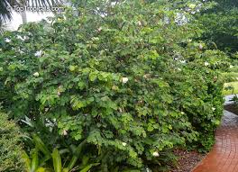 Image result for Bauhinia tomentosa