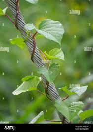 Image result for Operculina