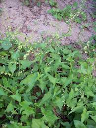 Image result for Rumex sagittatus
