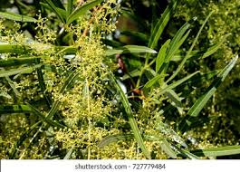 Image result for Searsia lucens