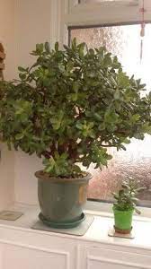 How To Grow And Look After A Money Tree Plant With Flowers Money Tree Plant Common House Plants House Plants Indoor