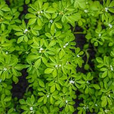 Image result for Trigonella