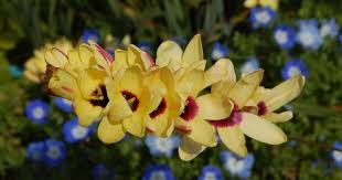 The more water you provide, the more fertilizer the plants will take in along with it. The Exotic Ixia Flowers Ideal For Hot And Dry Climate Blog Nurserylive Com Gardening In India