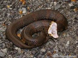 Cottonmouth Snake Snake Reptile Snakes Beautiful Snakes