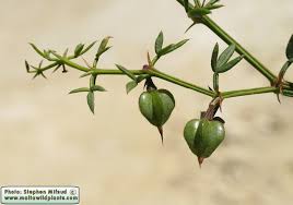 Image result for Fagonia