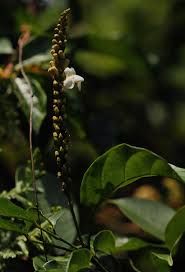 Image result for Thomandersiaceae