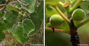 Image result for Ficus tettensis