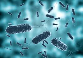 Environmental benefits of Bacillus subtilis | Dellait