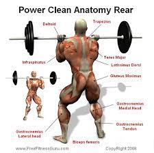 O ne of the most effective exercises for losing fat and gaining quality muscle is the high repetition clean and jerk. Freefitnessguru Power Clean Anatomy Rear Power Clean Workout Power Clean Anatomy