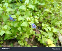 Image result for Lysimachia monelli