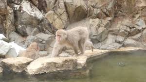 This is video i want to show you. Monkey Hot Spring Stock Video Footage 4k And Hd Video Clips Shutterstock