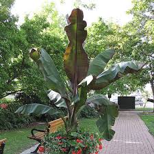 Image result for Ensete