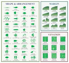 File Leaf Morphology Svg Wikipedia