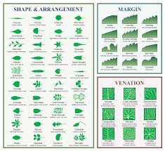 glossary of leaf morphology wikipedia